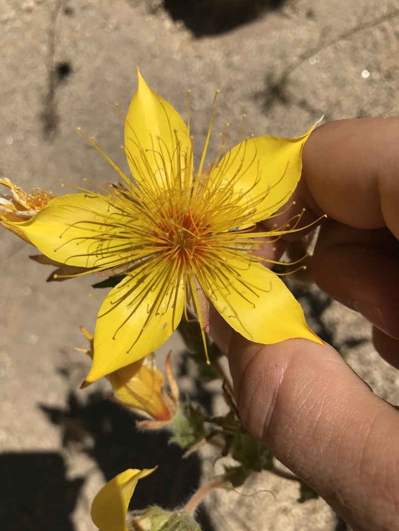 Sierra Blazingstar photo 4