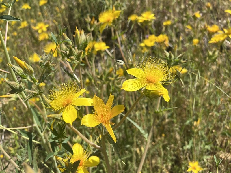 Sierra Blazingstar photo 5