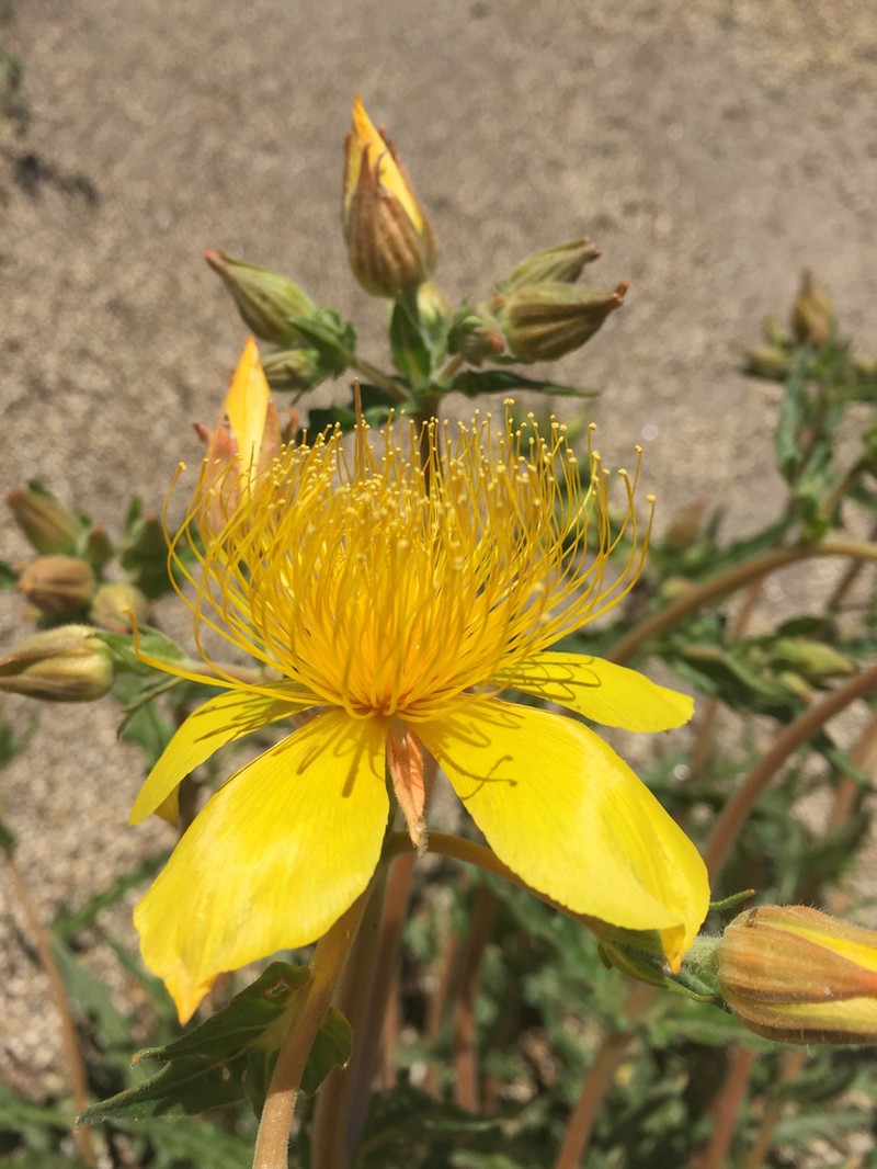 Sierra Blazingstar photo 6