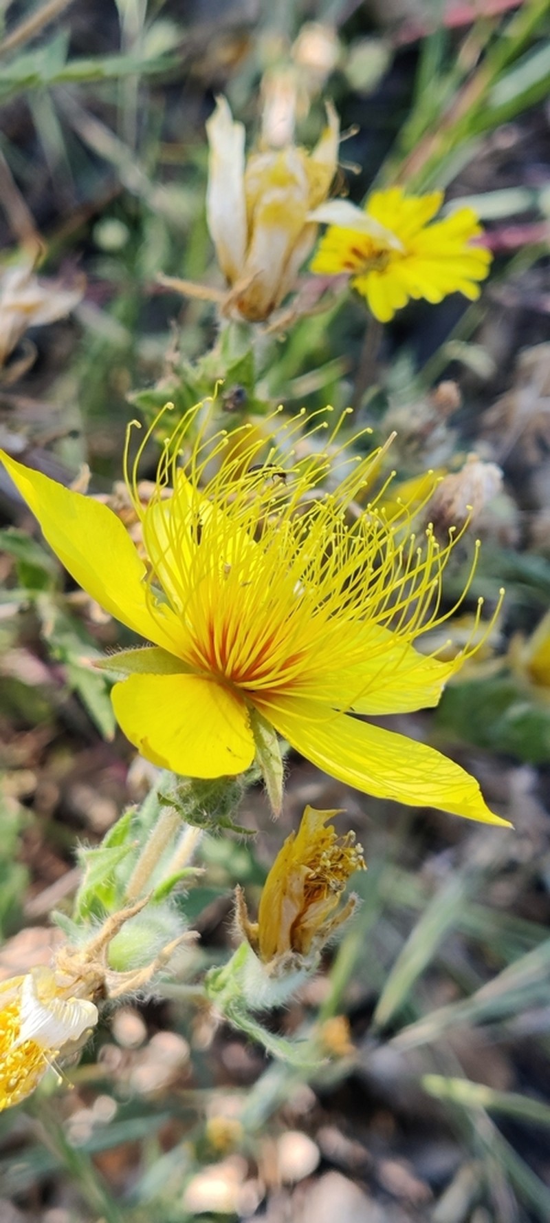 Sierra Blazingstar photo 7