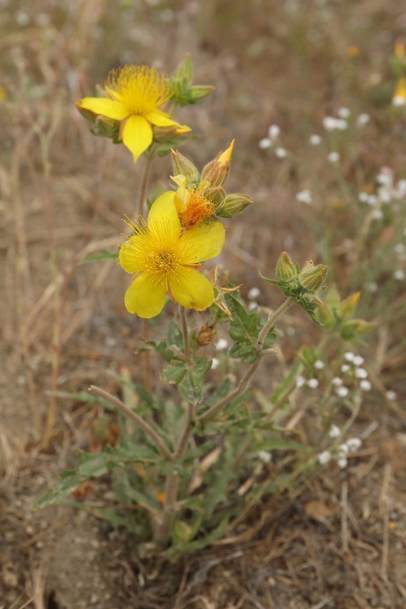Sierra Blazingstar photo 8