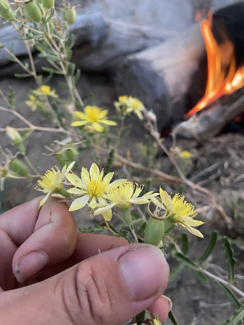 Cronquist's Blazingstar