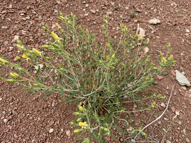 Cronquist's Blazingstar photo 3