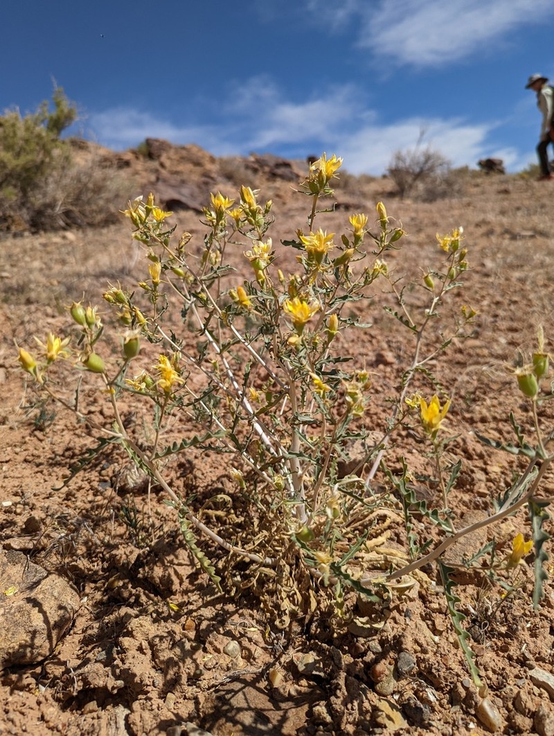 Cronquist's Blazingstar photo 4