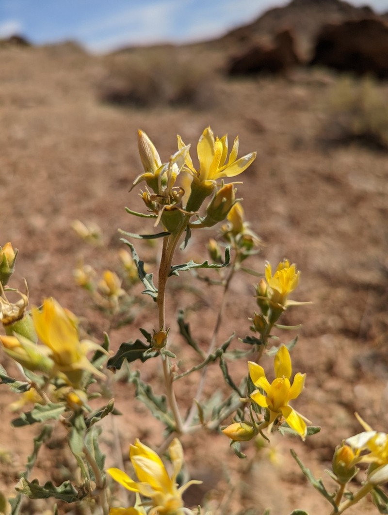 Cronquist's Blazingstar photo 5