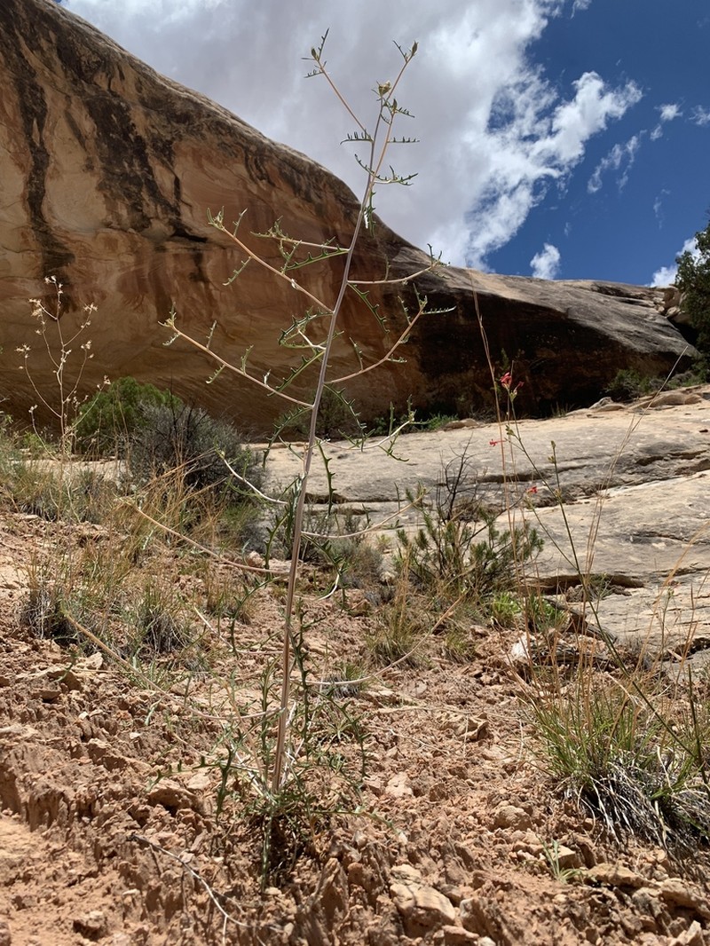 Cronquist's Blazingstar photo 6