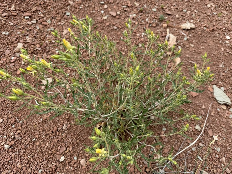 Cronquist's Blazingstar photo 7