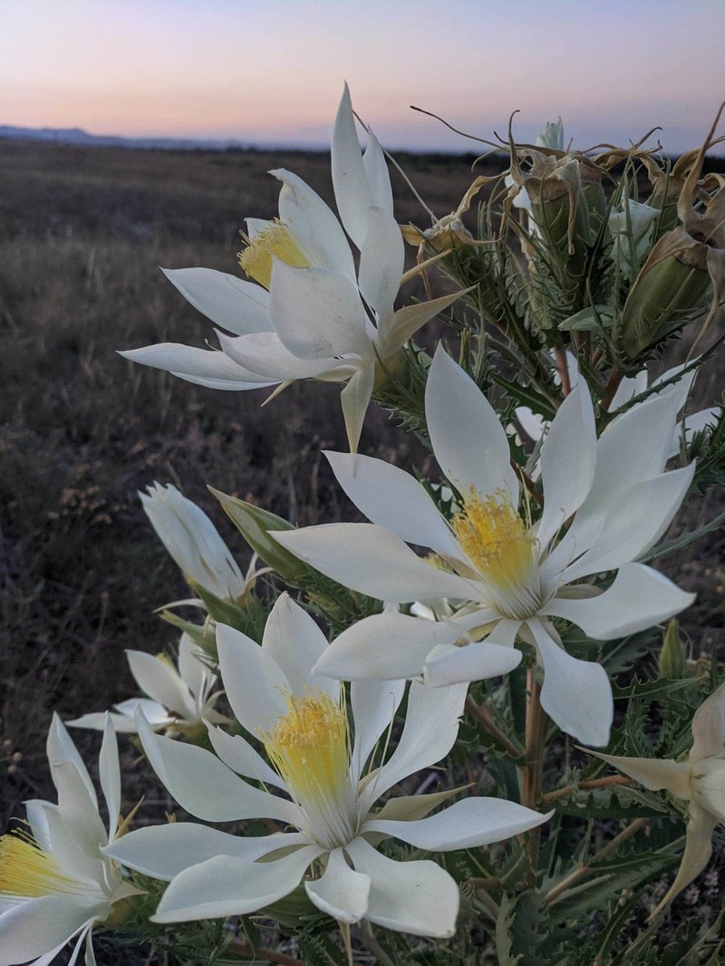Tenpetal Blazingstar photo 2