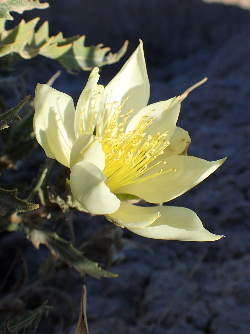 Tenpetal Blazingstar photo 6