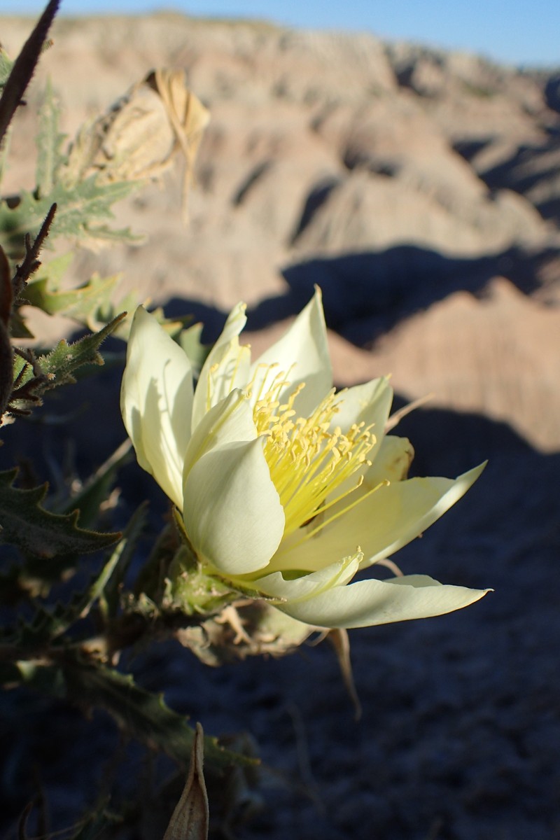 Tenpetal Blazingstar photo 7