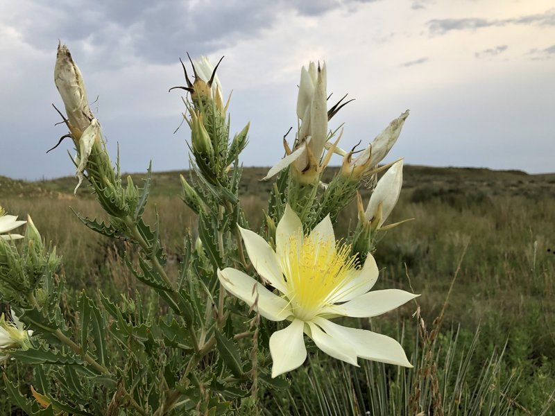 Tenpetal Blazingstar