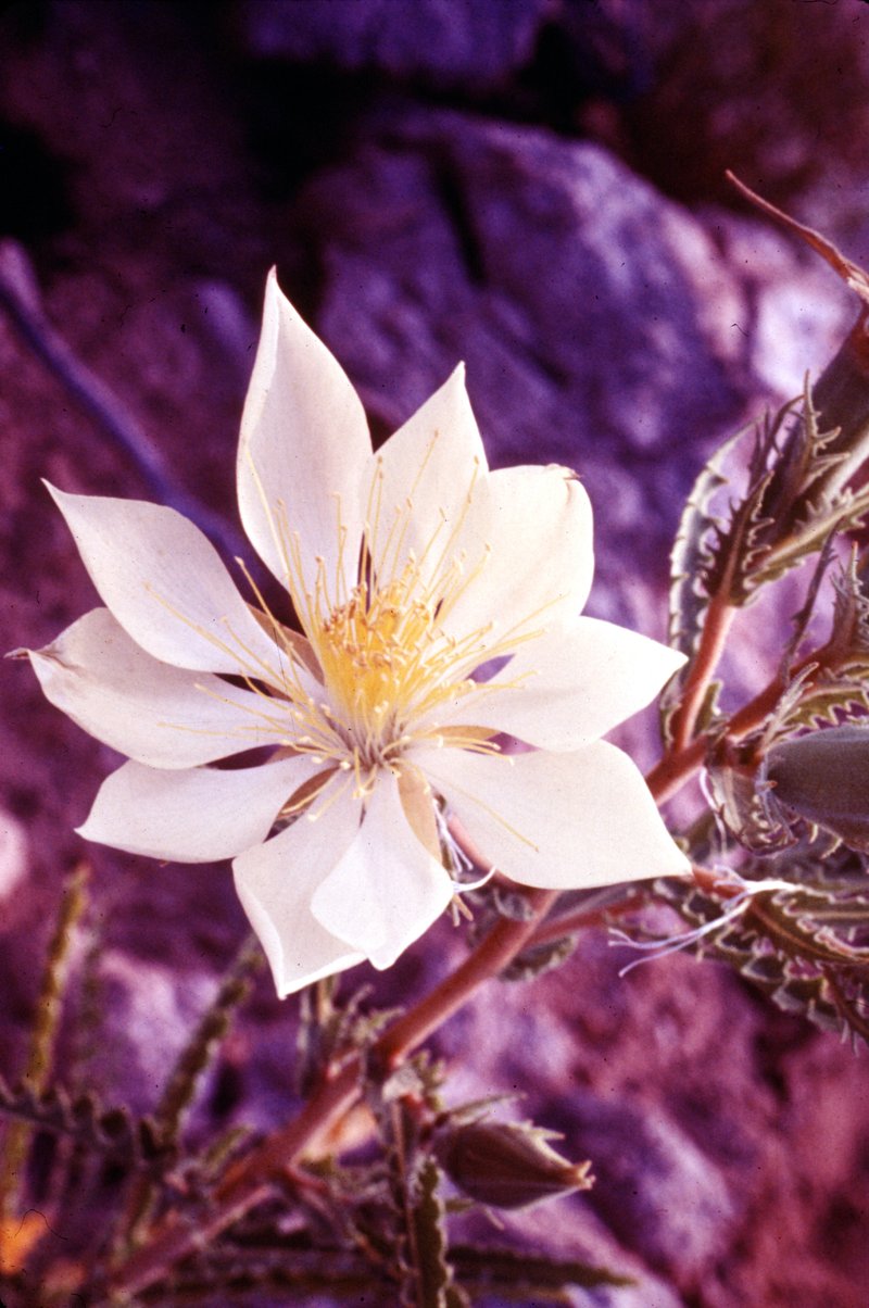 Tenpetal Blazingstar photo 8