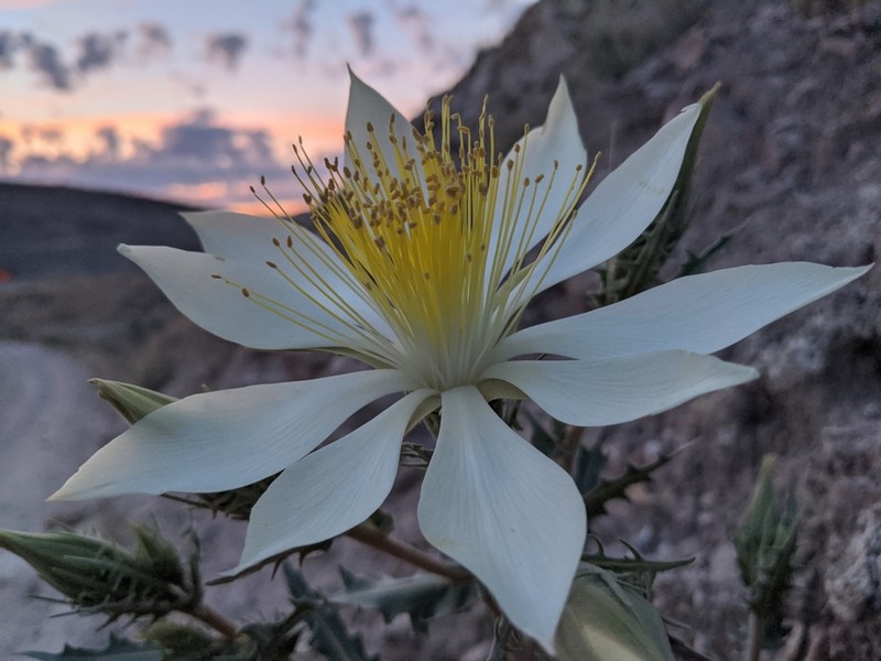Tenpetal Blazingstar photo 6