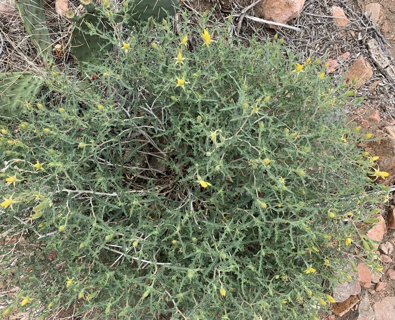 Royal Gorge Blazingstar