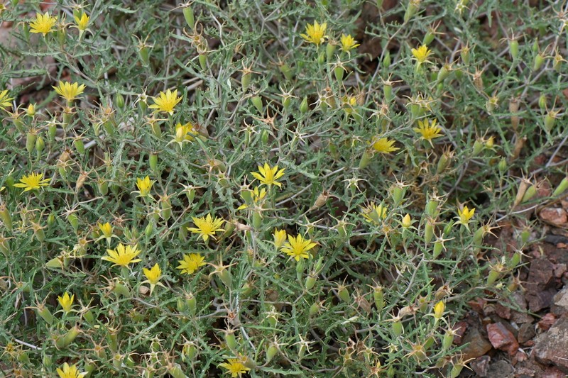 Royal Gorge Blazingstar photo 2