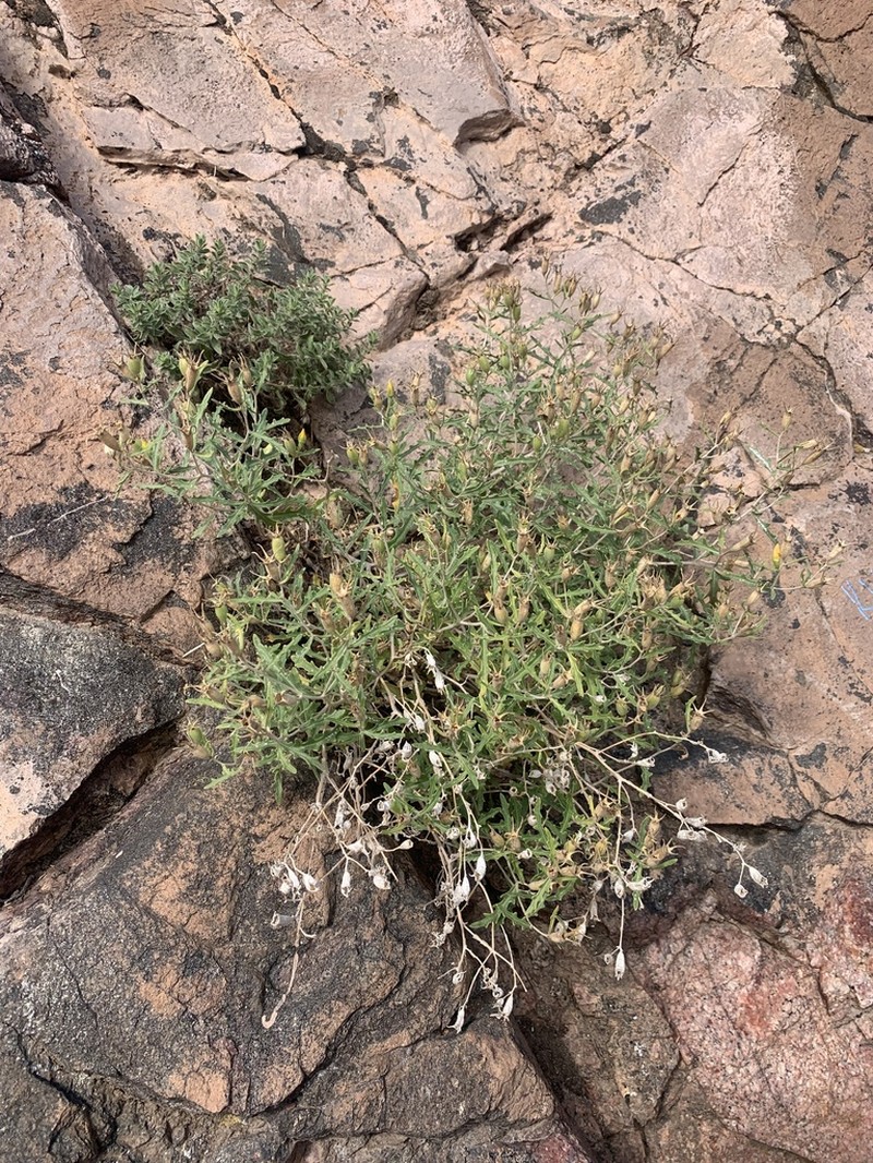 Royal Gorge Blazingstar photo 3