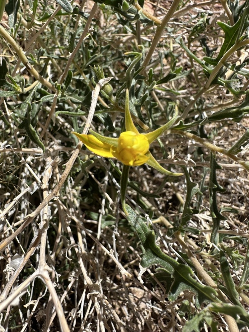 Royal Gorge Blazingstar photo 4