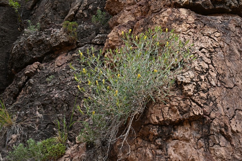 Royal Gorge Blazingstar photo 5