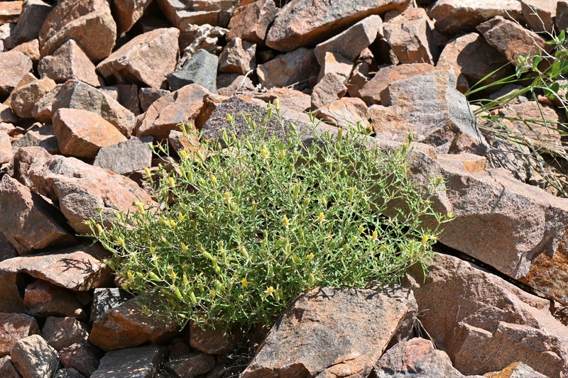 Royal Gorge Blazingstar photo 6