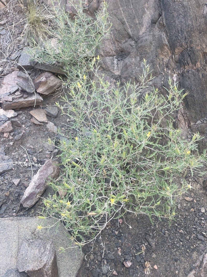 Royal Gorge Blazingstar photo 7