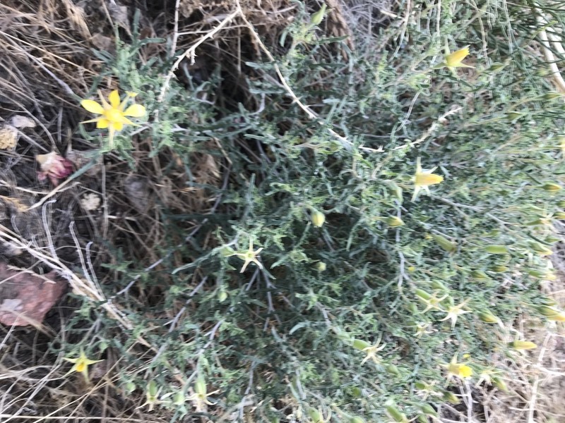 Royal Gorge Blazingstar photo 8