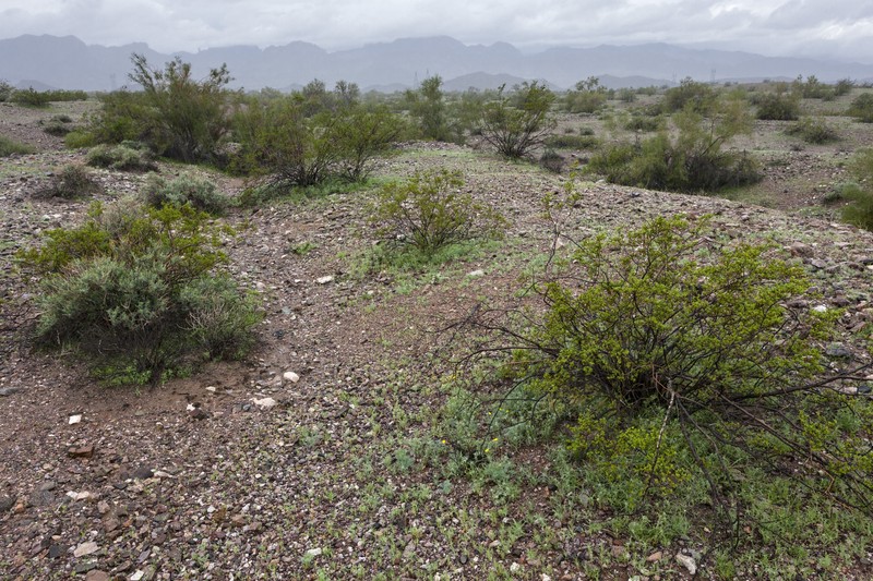 Desert Blazingstar photo 2