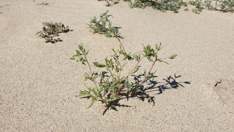 Desert Blazingstar photo 2
