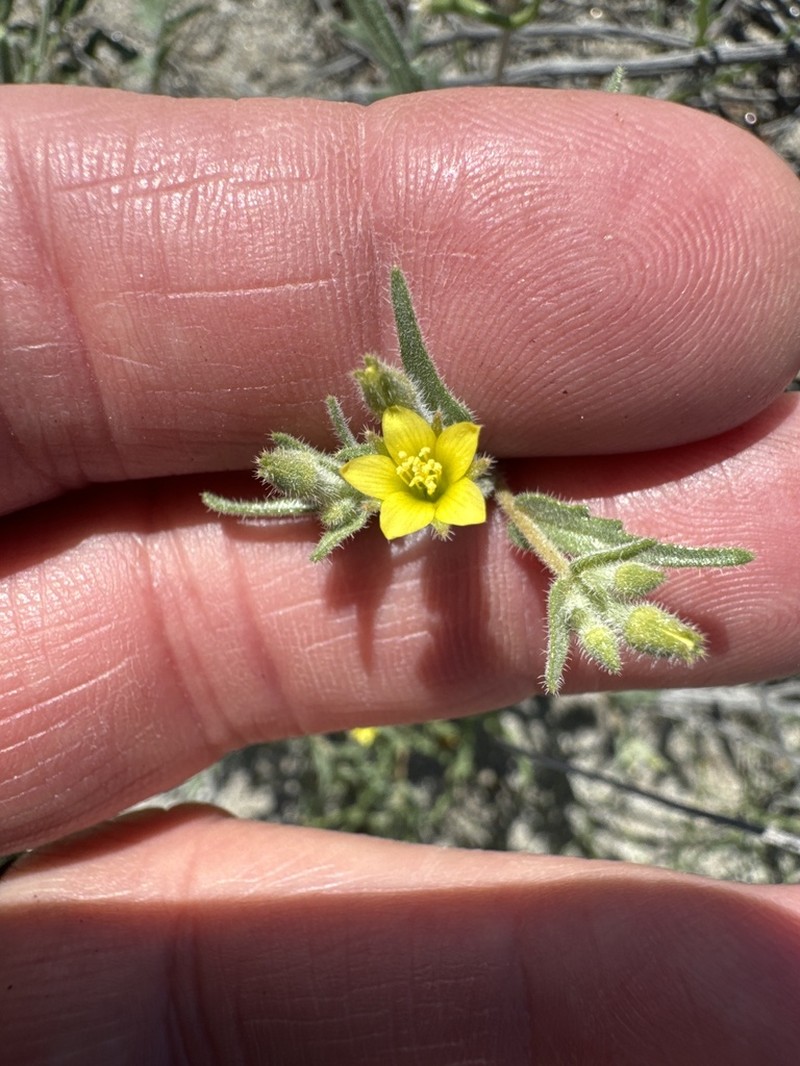 Desert Blazingstar photo 3