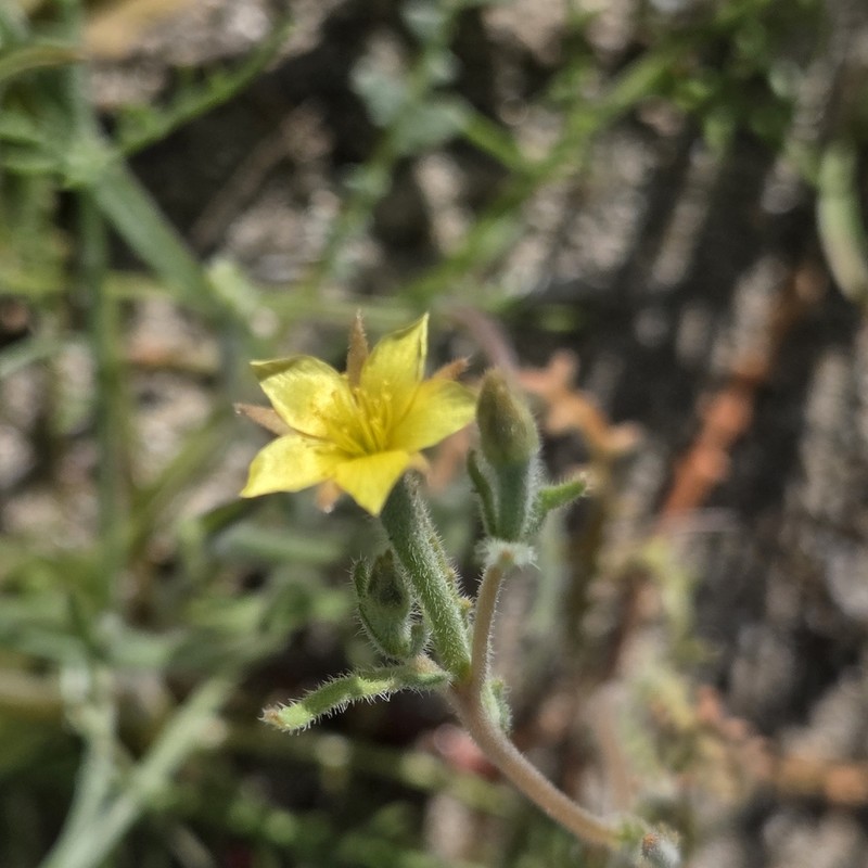 Desert Blazingstar photo 4