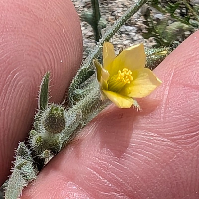 Desert Blazingstar photo 5
