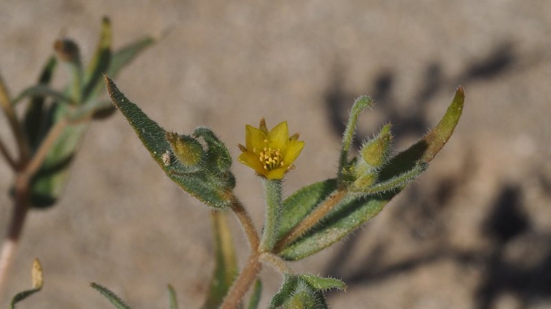Desert Blazingstar photo 6