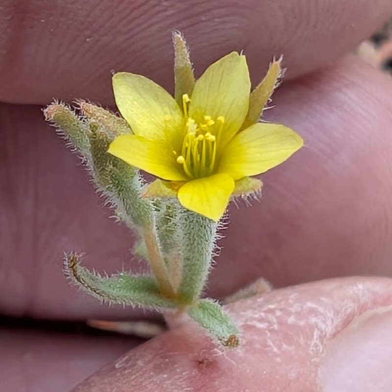 Desert Blazingstar photo 7