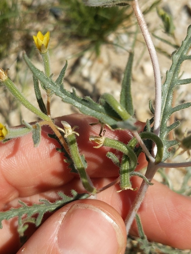 Desert Blazingstar photo 8