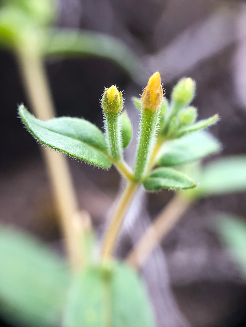 Bushy Blazingstar photo 5