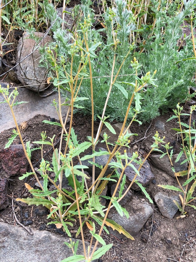 Bushy Blazingstar photo 6
