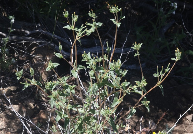 Bushy Blazingstar photo 8