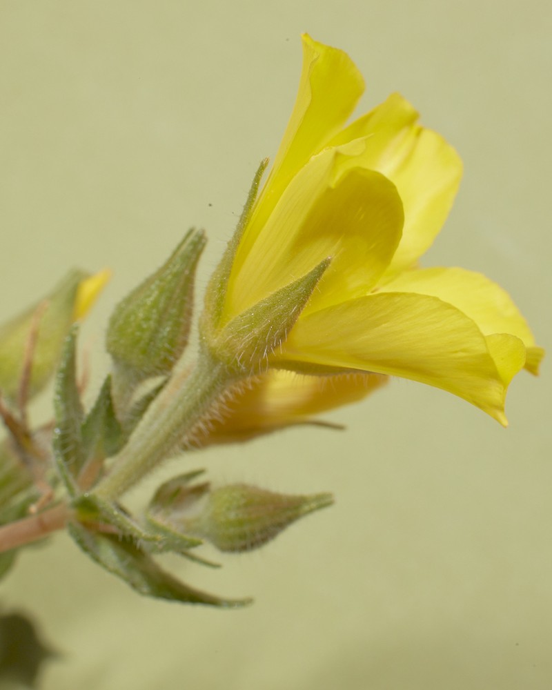 Pinyon Blazingstar