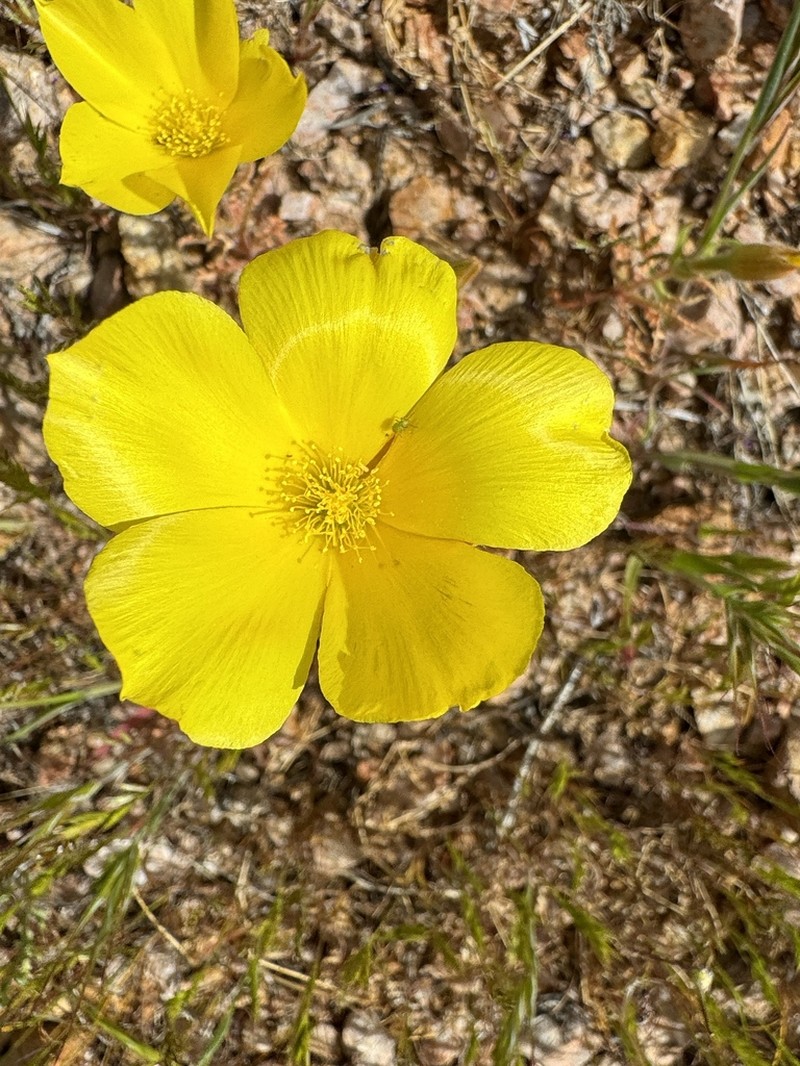 Pinyon Blazingstar photo 2