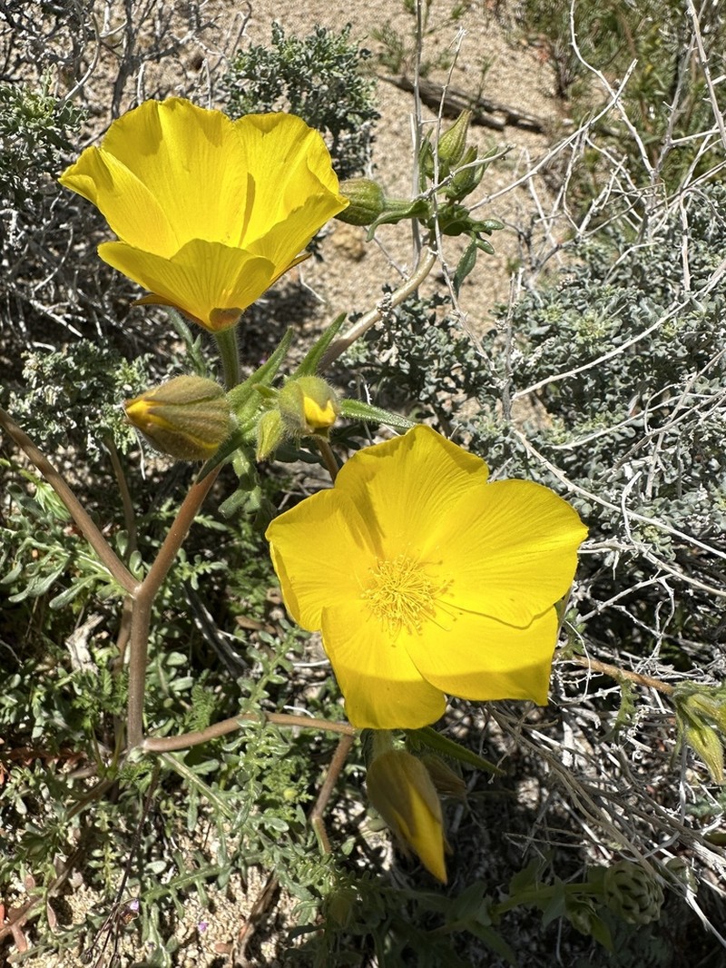 Pinyon Blazingstar photo 3