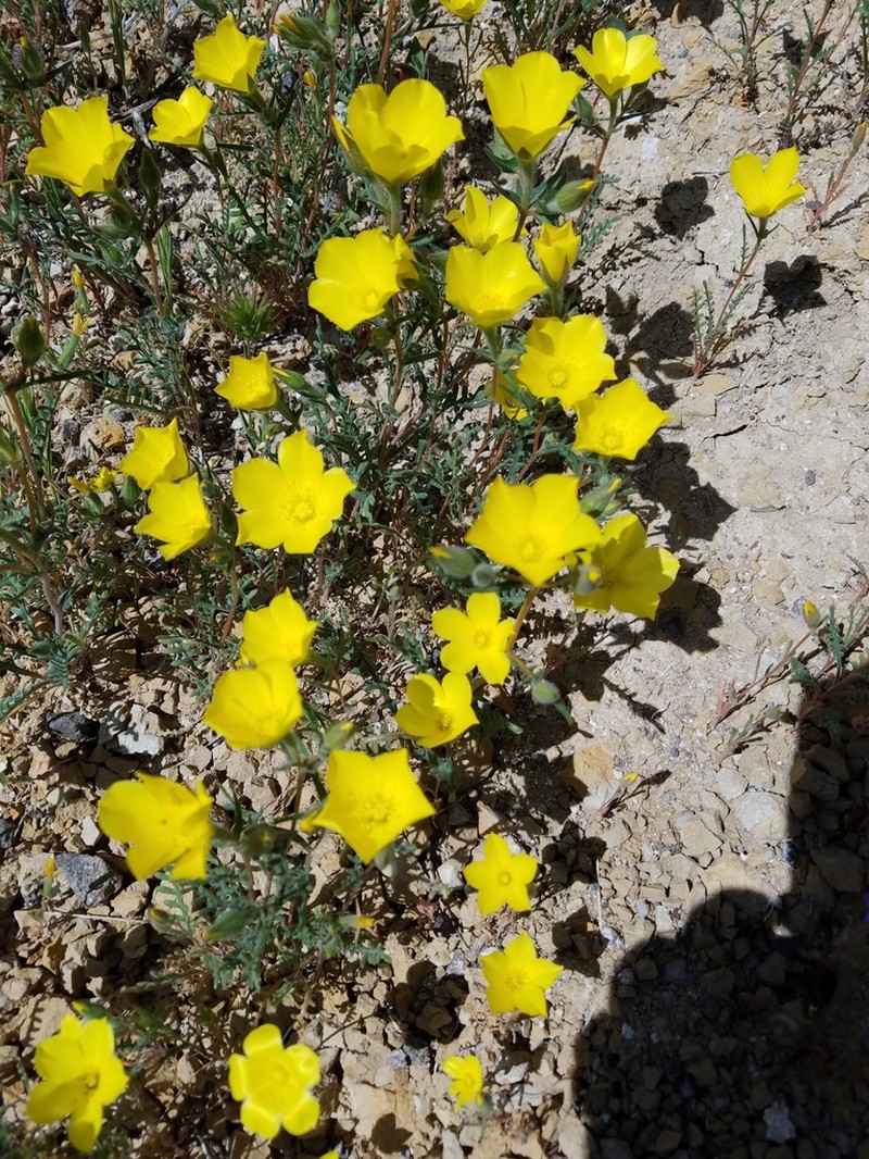 Pinyon Blazingstar photo 4