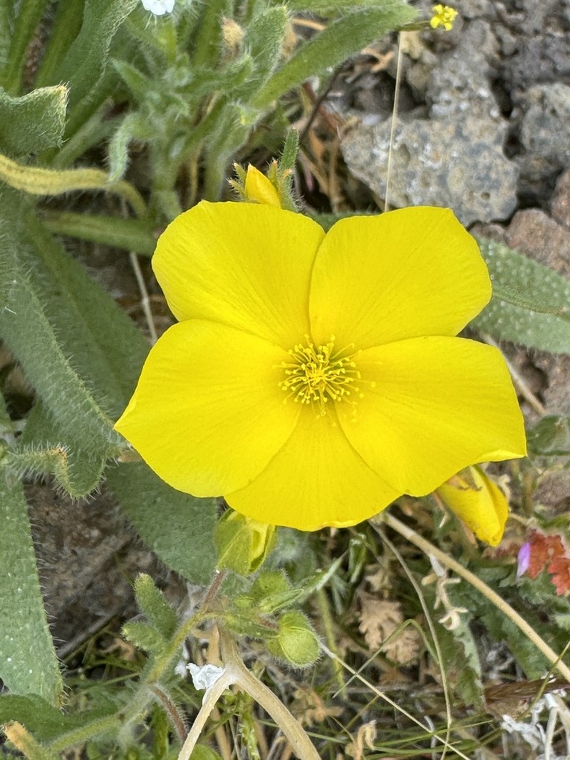 Pinyon Blazingstar photo 5