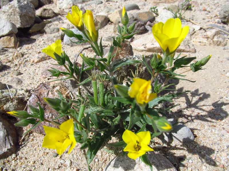Pinyon Blazingstar photo 6