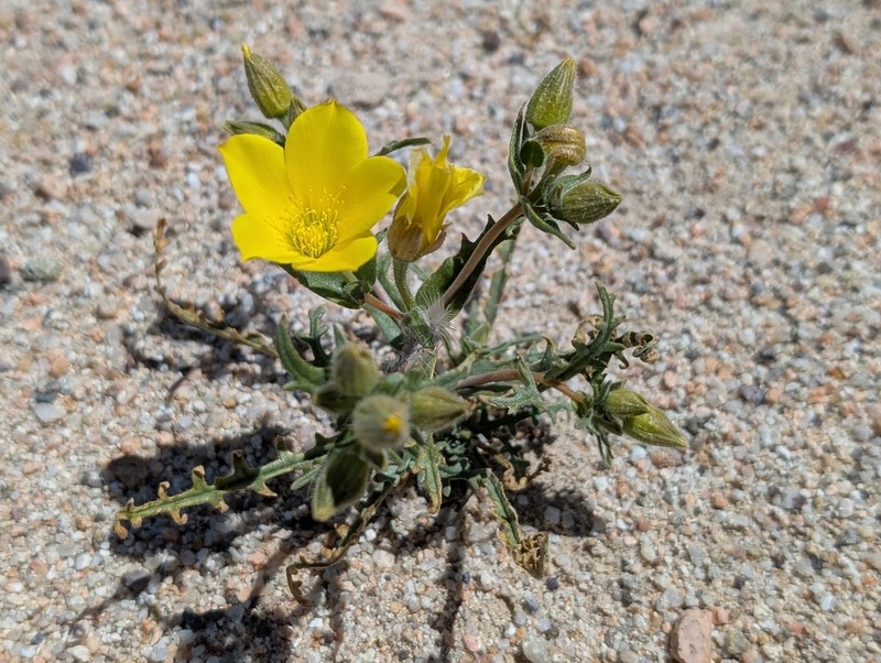 Pinyon Blazingstar photo 7