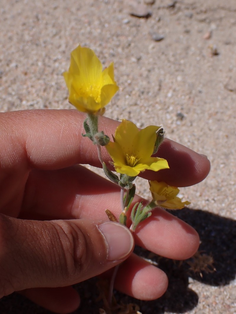 Pinyon Blazingstar photo 8