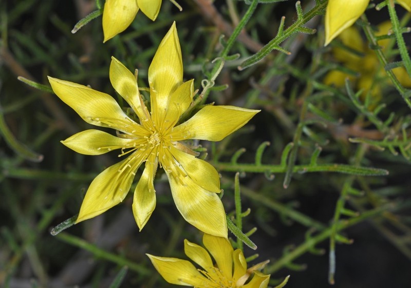Mentzelia filifolia photo 2