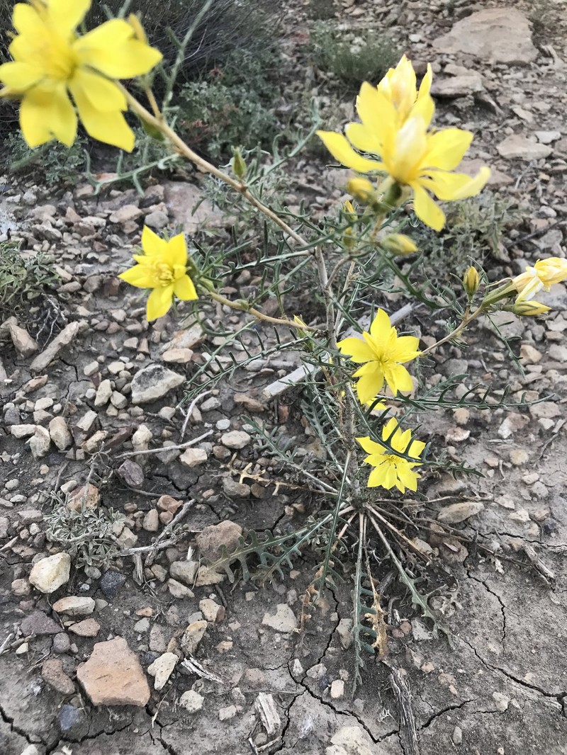 Mentzelia filifolia photo 3