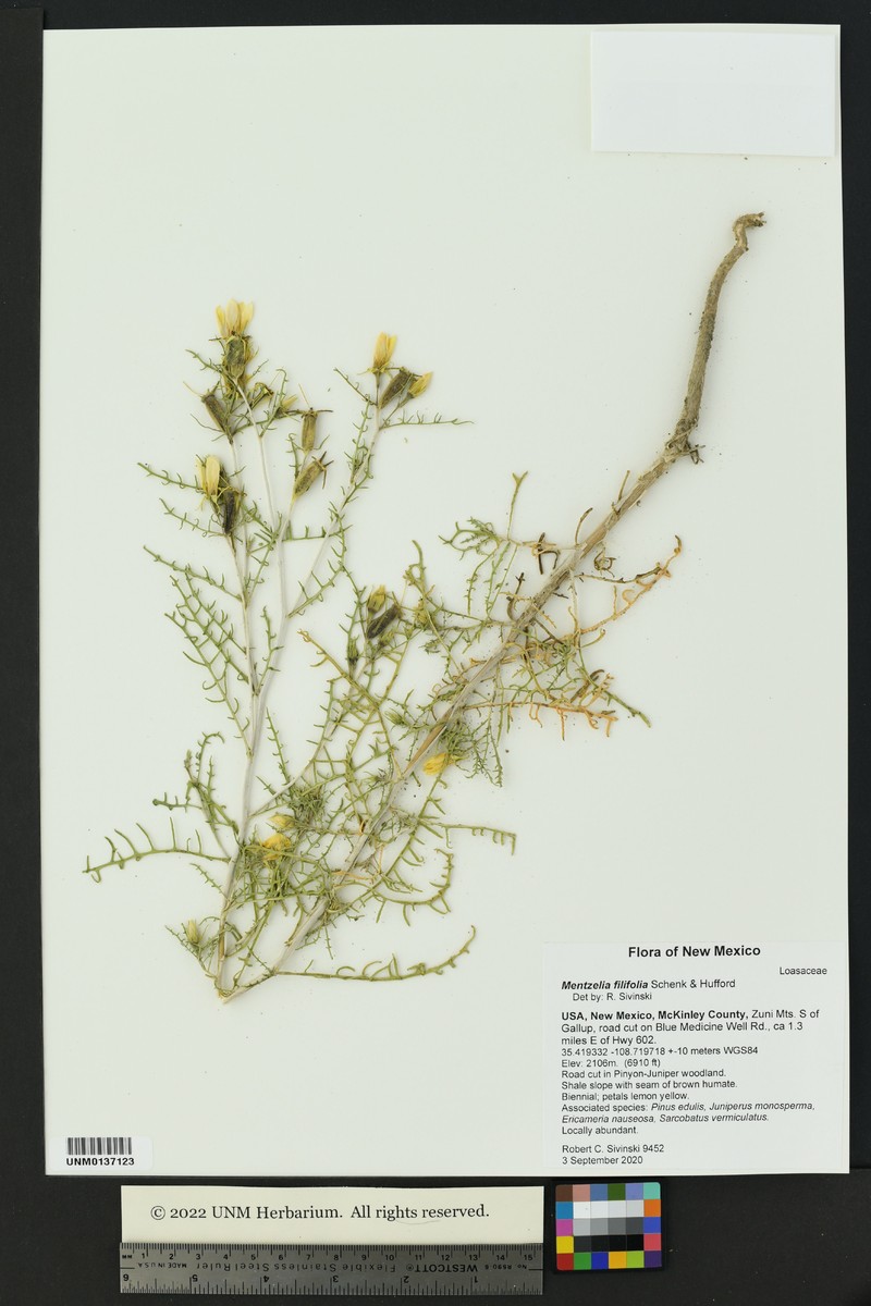 Mentzelia filifolia photo 4