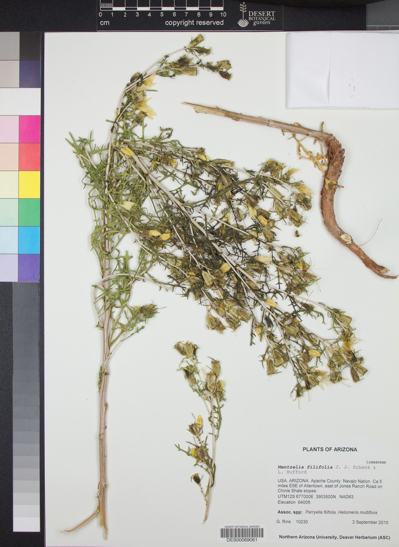 Mentzelia filifolia photo 5