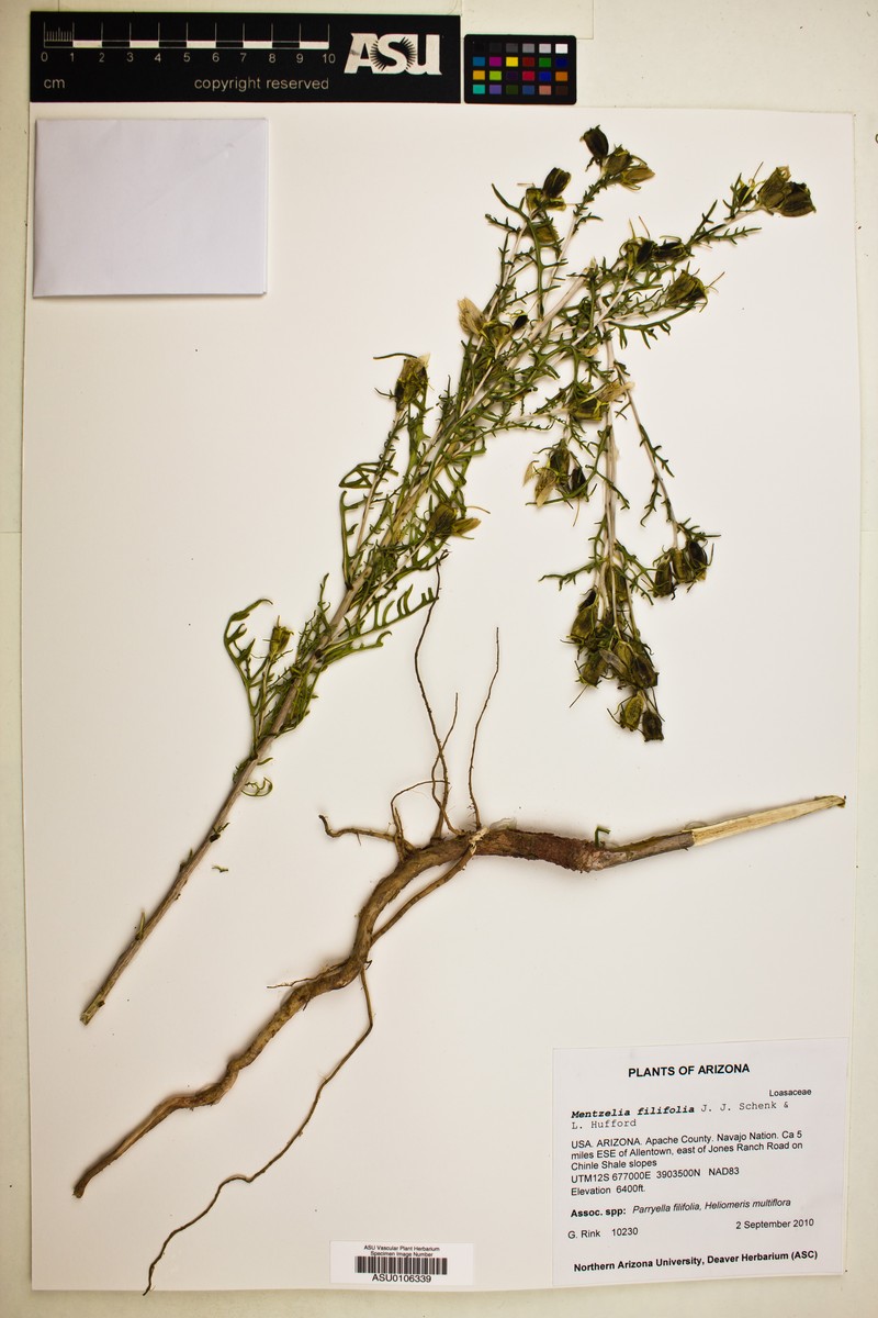 Mentzelia filifolia photo 6