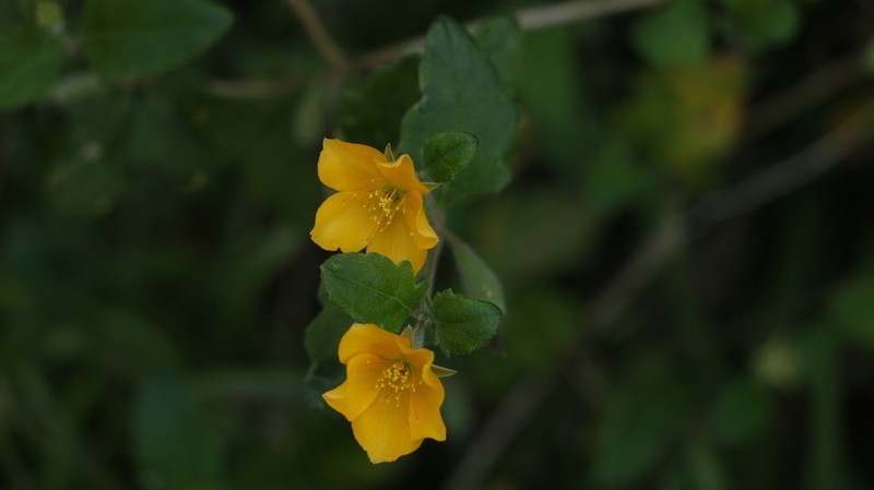 Poorman's Patch photo 2